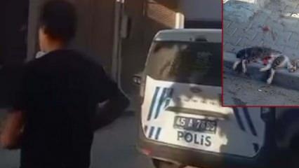 Manisa'da vicdan sızlatan olay: Sokak kedisini pompalı tüfekle vurarak öldürdü