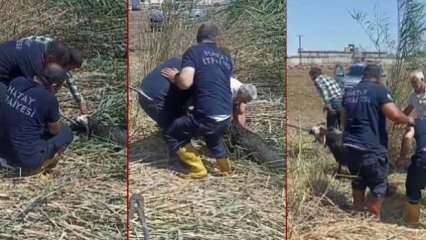 Hem ağlatan hem de güldüren manzara: Firari kurbanlık koyunları çamur durdurdu...
