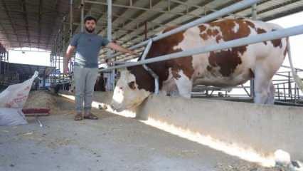 Devasa tosuna bakan çok ama alan yok! Fiyatı cep yakıyor 