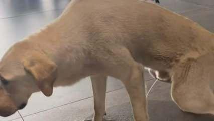 Sokak köpeği rezaleti! Ortak kullanılan alanda, insanların ortasında tuvaletini yaptı