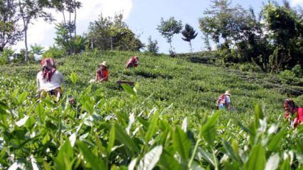 &Ccedil;AYKUR'da randevulu yaş &ccedil;ay alım sistemine ge&ccedil;iyor