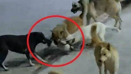 Hatay’da 6 sokak köpeğinin saldırdığı  kedi öldü