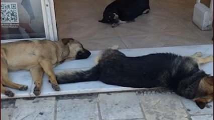 İlker Aksum: Köpeklerden mağazaya girilmiyor bile