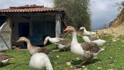 Aldığı destekle 'kaz tüyü' işi kurdu