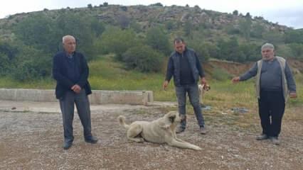 Ankara'da başıboş köpekler buzağıyı parçaladı! Sahipleri isyan etti 