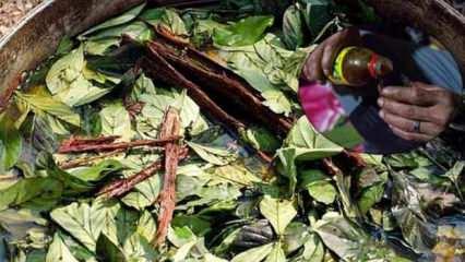 Prens Harry’de içiyordu! Ayahuasca çayı, turistin canını aldı