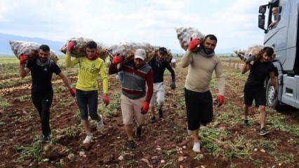 İşin yükü ağır: 300 ton patatesin karşılığı, 2 bin 500 TL