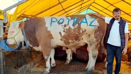 Pazarın gözdesi 'Poyraz' ilk günden satıldı
