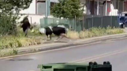 Ankara’da kaçan kurbanlık dana yaşlı kadına çarparak yaraladı