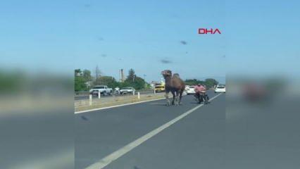 Aydın'da kaçıp yola çıkan deve, sürücülere zor anlar yaşattı