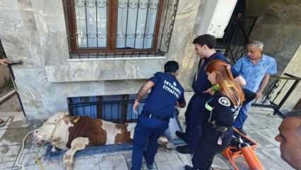 Bahçelievler'de kurbanlık boğa, bodrum kattaki dairenin pencere boşluğuna düştü