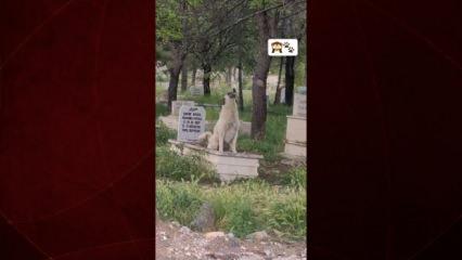 Başıboş köpek mezar kazdı, tepki yerine sevildi: “Ne güzel yatıyor orada”