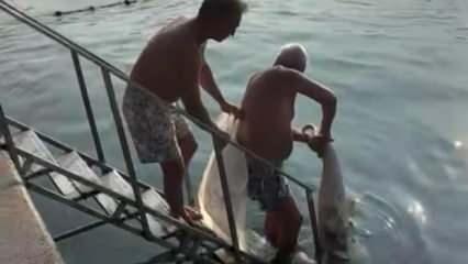 Bebek sahilinde ölü yunus karaya vurdu! Çöpe attılar…