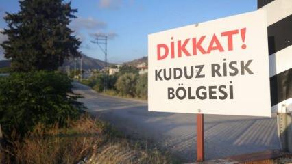 Hatay'da 4 mahalle kuduz karantinasına alınmıştı: Yeni gelişme var!
