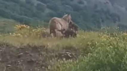 İlçe merkezine kadar inen kurt kaptığı gibi götürdü
