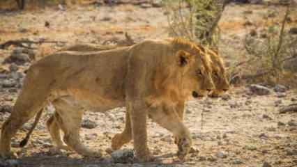 İş insanı safari sırasında aslan saldırısıyla öldü!