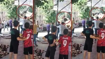 Kasap ölümle burun buruna geldi: Boğanın saldırı anı kamerada 