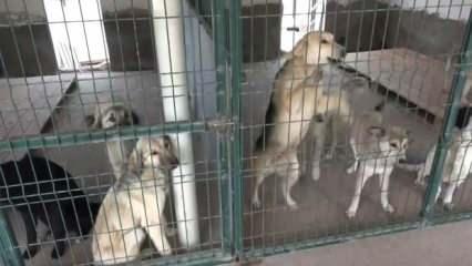 Korkutan tablo: Sahipsiz köpek sayısı açıklandı!