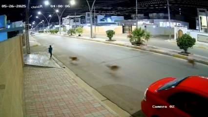 Küçük çocuğun vahşi sokak köpeklerinin saldırısından kurtulduğu anlar!