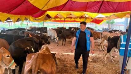 Milli güreşçi Rıza Kayaalp, TDV'nin Pakistan'daki kurban organizasyonuna katıldı