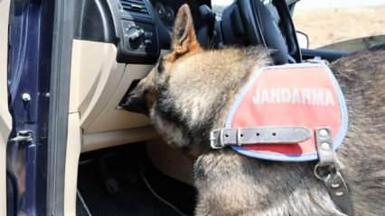 Narkotik köpeği, koklayıp bulduğu uyuşturucuyu patisiyle böyle çıkarttı