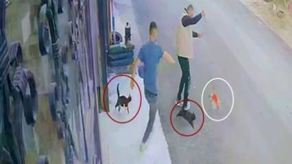 Ninja kedilerin köpeğe saldırdığı anlar kamerada