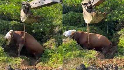 Rize’de çukura düşen boğa iş makinesi ile çıkarıldı