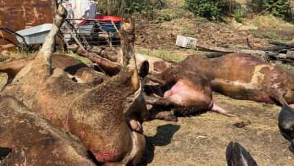 Sakarya’daki besi çiftliğinde yangın! 16 büyükbaş öldü