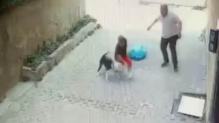 Tasmasız Pitbull 7 yaşındaki çocuğa saldırdı