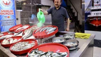 Balıkçı tezgahlarında bolluk yaşanıyor