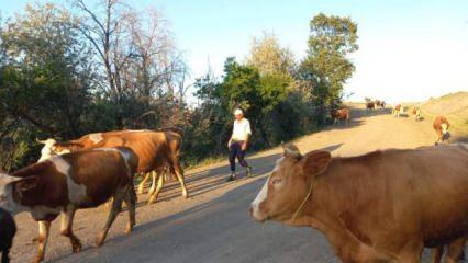 Çobanlık kıymete bindi!
