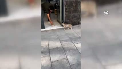 Çorum'da anne kedi, yavrusunu veterinere getirip tedavi ettirdi