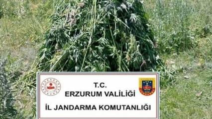 Erzurum’da 867 kök kenevir bitkisi ele geçirildi