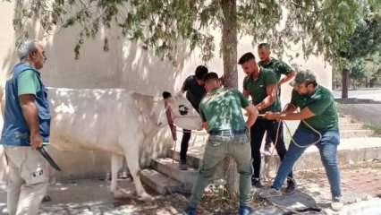Gaziantep Büyükşehir'in kurban mesaisi yoğun geçti