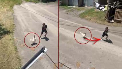 Ömer, horozun radarına girdi: Viral olan kaçış kamerada