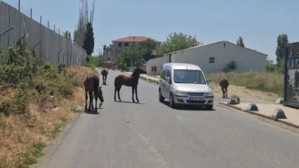 Tekirdağ’da sokakta gezen atlar sürücülere zorluk çıkarıyor