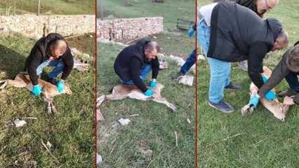 Yaban keçisi kalp masajıyla hayata döndürüldü
