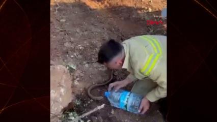 Yangından etkilenen kertenkeleyi suyla serinletti