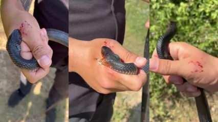 'Zararsız, öldürmeyin' dediği yılan tarafından ısırıldı 