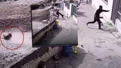 Saldıran sokak köpeğini duvarın arkasına fırlattı