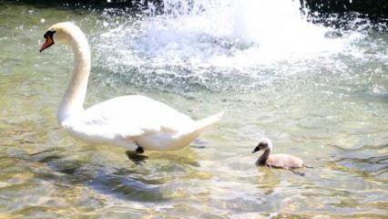 Ankara’daki Kuğulu Park’ta 15 yıl sonra ilk kez beyaz kuğu doğdu