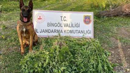 Bingöl'de 4 günde 14 bin 933 kök kenevir ele geçirildi
