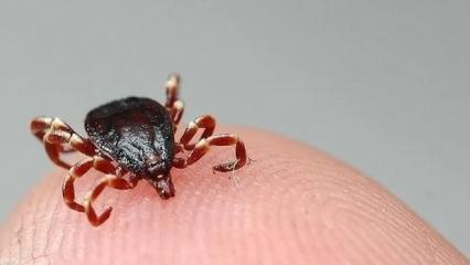 Bu kez yer Çorum: Bir kişi daha öldü!