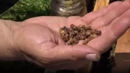 Çöpe gidiyordu, şimdi kilosu 3 bin lira