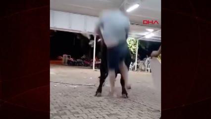 Kızgın boğa para takmak için yaklaşan vatandaşı havaya fırlattı