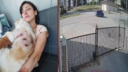 Bursa'da kangal dehşeti yaşayan kadın: 'Bacağımın arkasını parçaladılar'