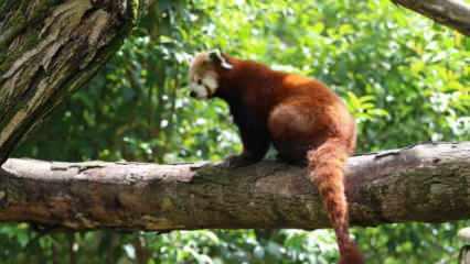 Bu da kızıl renklisi...d&uuml;nyada sayılı bulunuyor! T&uuml;rkiye&rsquo;ye getirildi