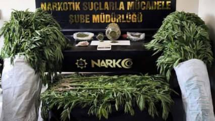 Evinin bahçesinde Hint keneviri yetiştiren şüpheli tutuklandı