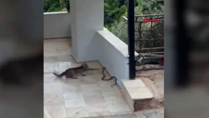 Kedi ile yılanın birbirleriyle mücadelesi kamerada