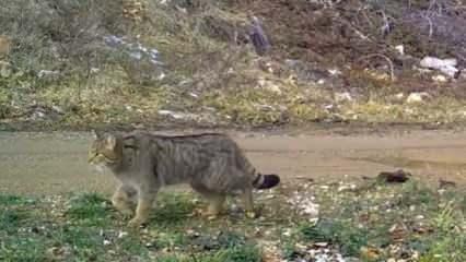 Nesli tehlike altındaki yaban kedisi fotokapana yakalandı